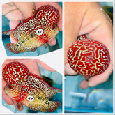 High Quality Monster Head Two Tone KamfaFlowerhorn - 47